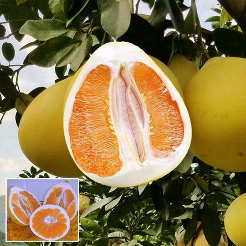 Golden Honey Pomelo Fruit Plant
