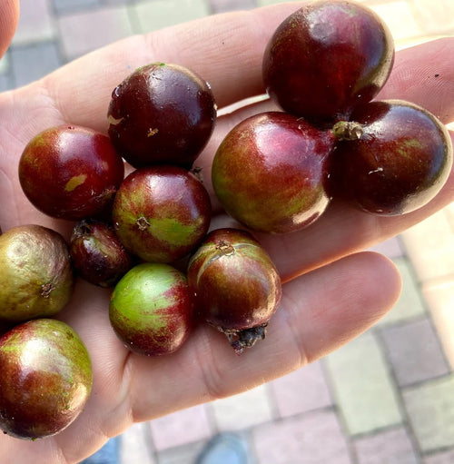 Escarlet Jaboticaba Fruit Plant