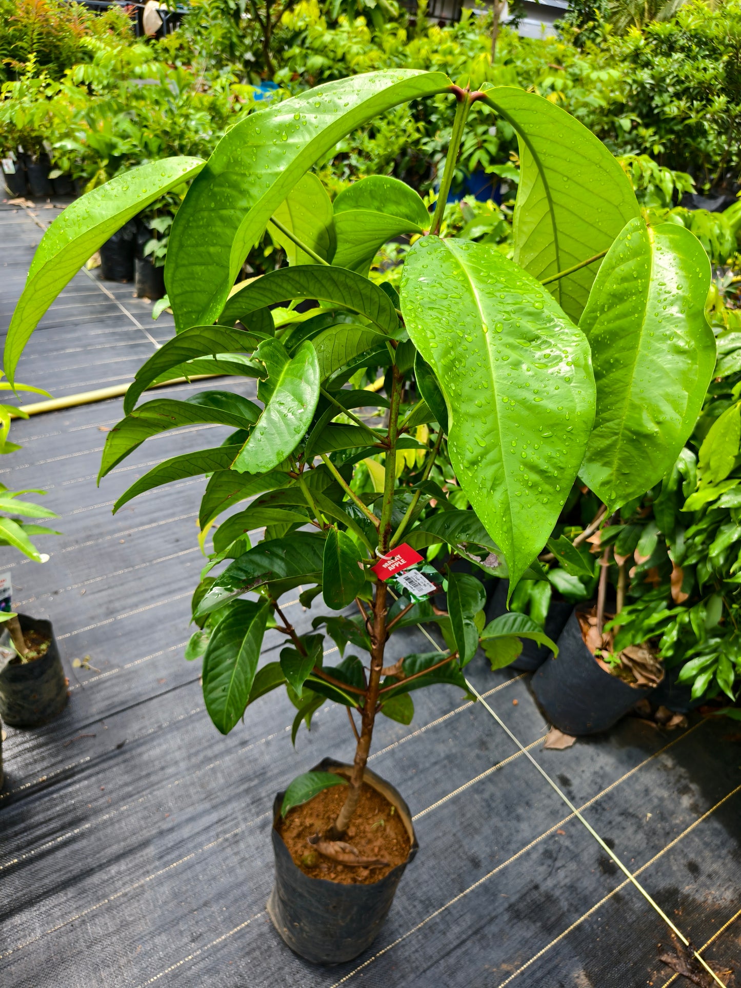 Malay Apple Chamba Fruit Plant