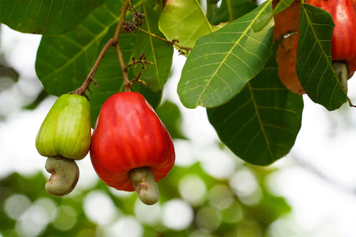 Cashew Apple Fruit Plant
