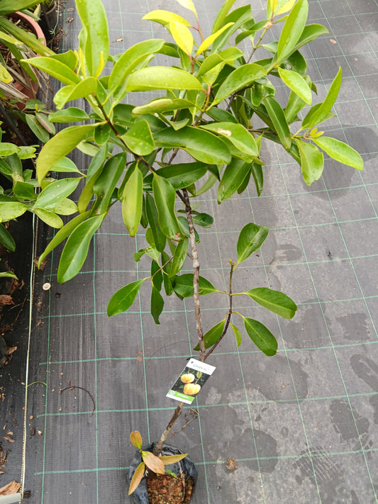 Kudambuli Fruit Plant