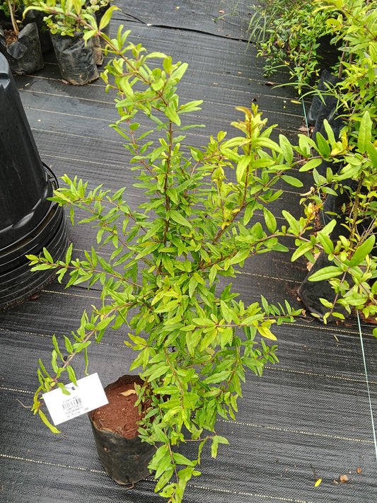 Pomegranate Fruit Plant