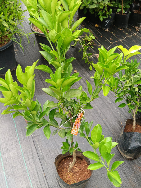 Vietnam Red Malta Fruit Plant