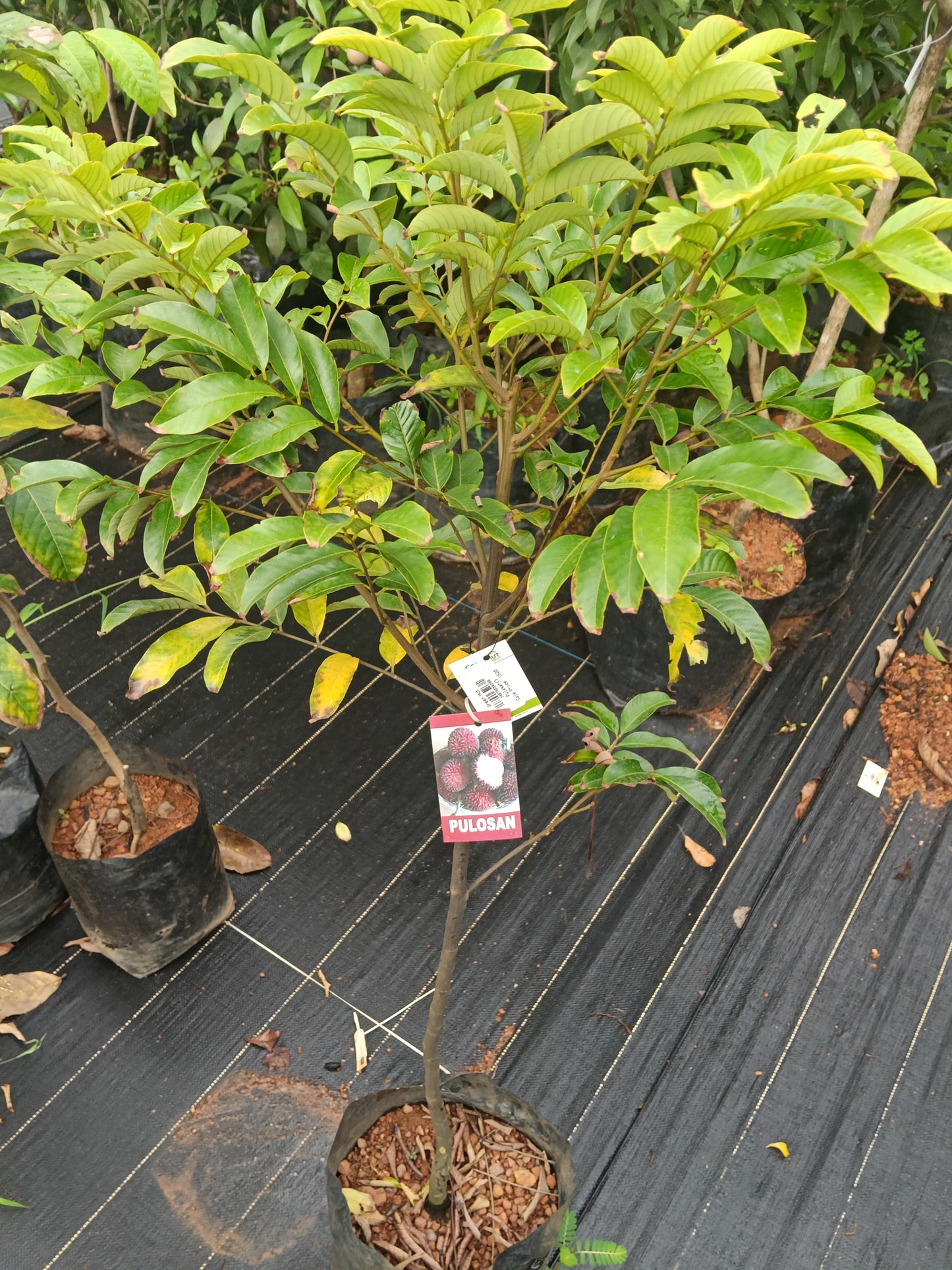 Pulosan Fruit Plant