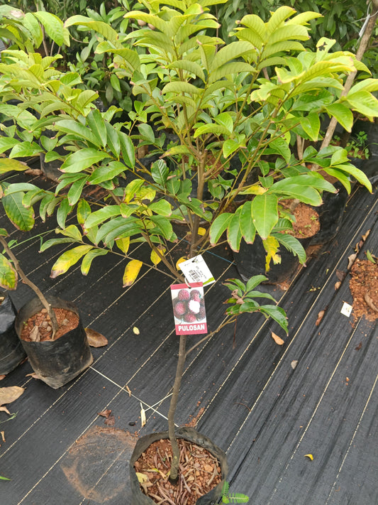 Pulosan Fruit Plant