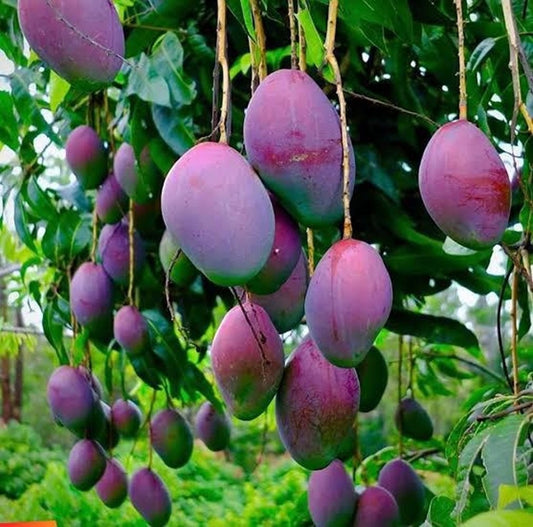Blue Mango Grafted Fruit Plant