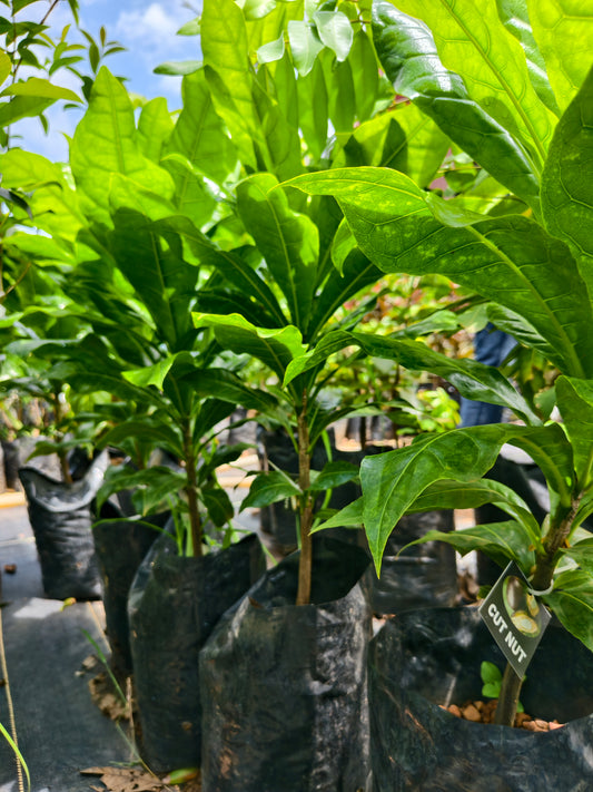 Cut Nut Fruit Plant