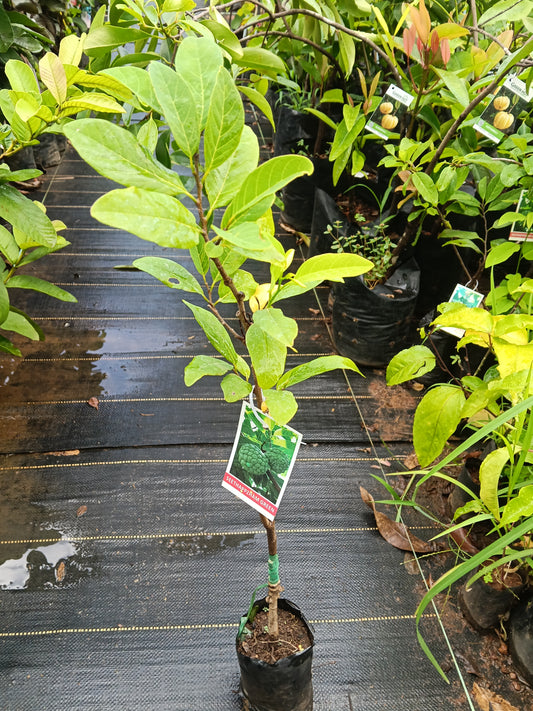 Custard Apple Fruit Plant