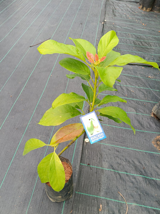 Avocado Fruit Plant