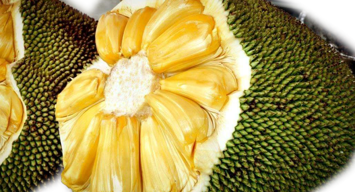 Eviarc Jackfruit Grafted Fruit Plant