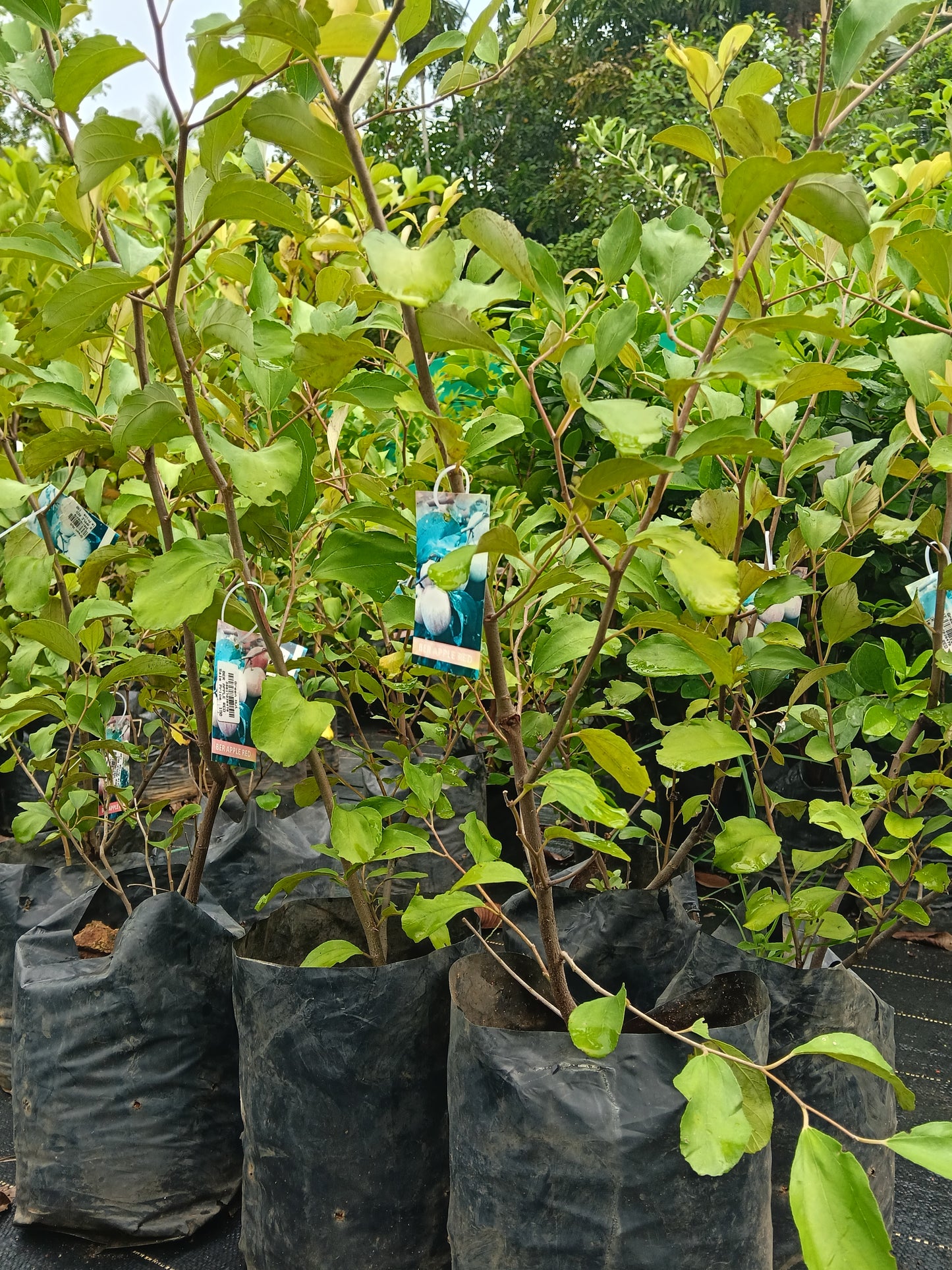 Red Apple Ber Fruit Plant