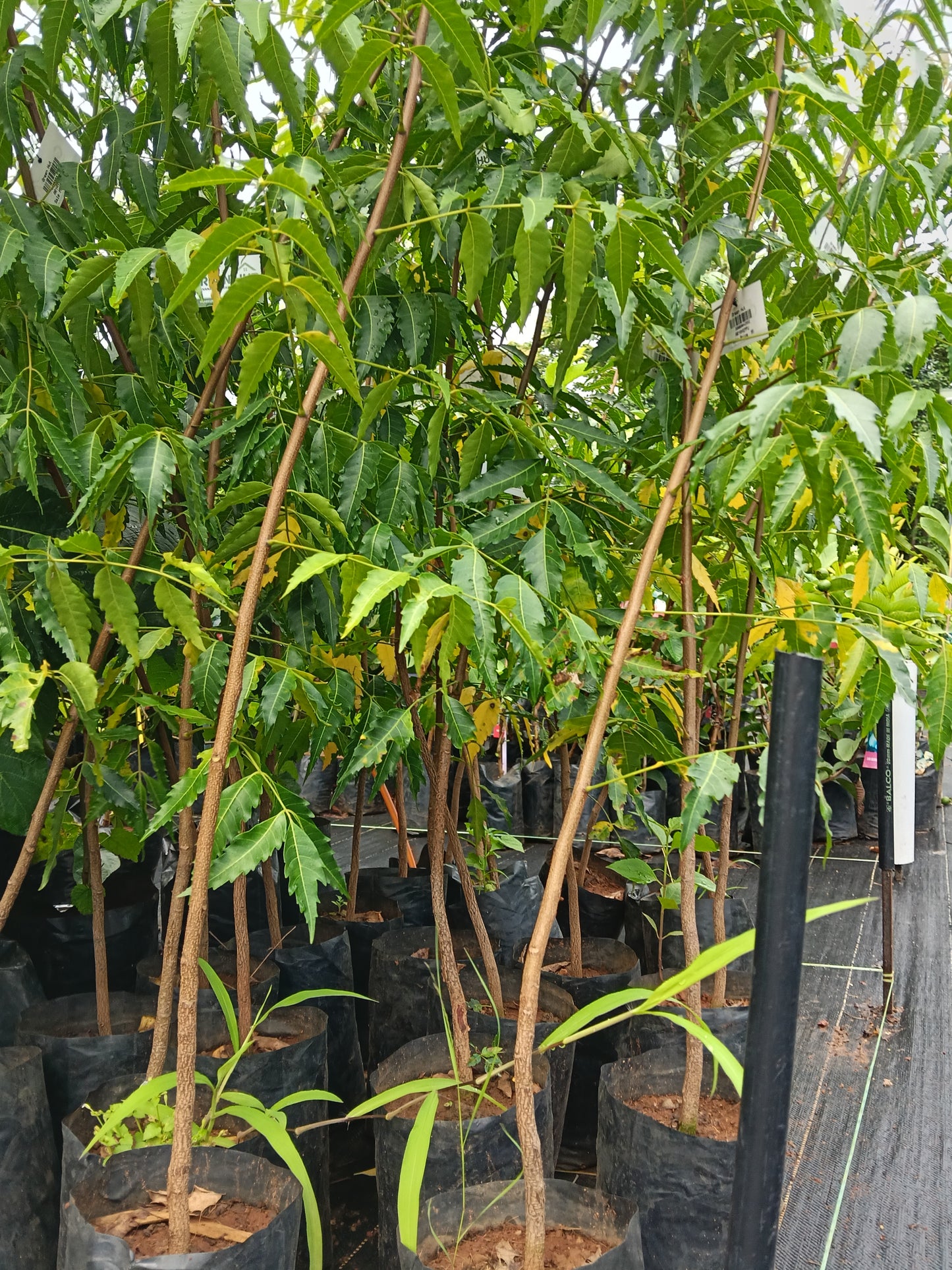 Aryaveppu Fruit Plant