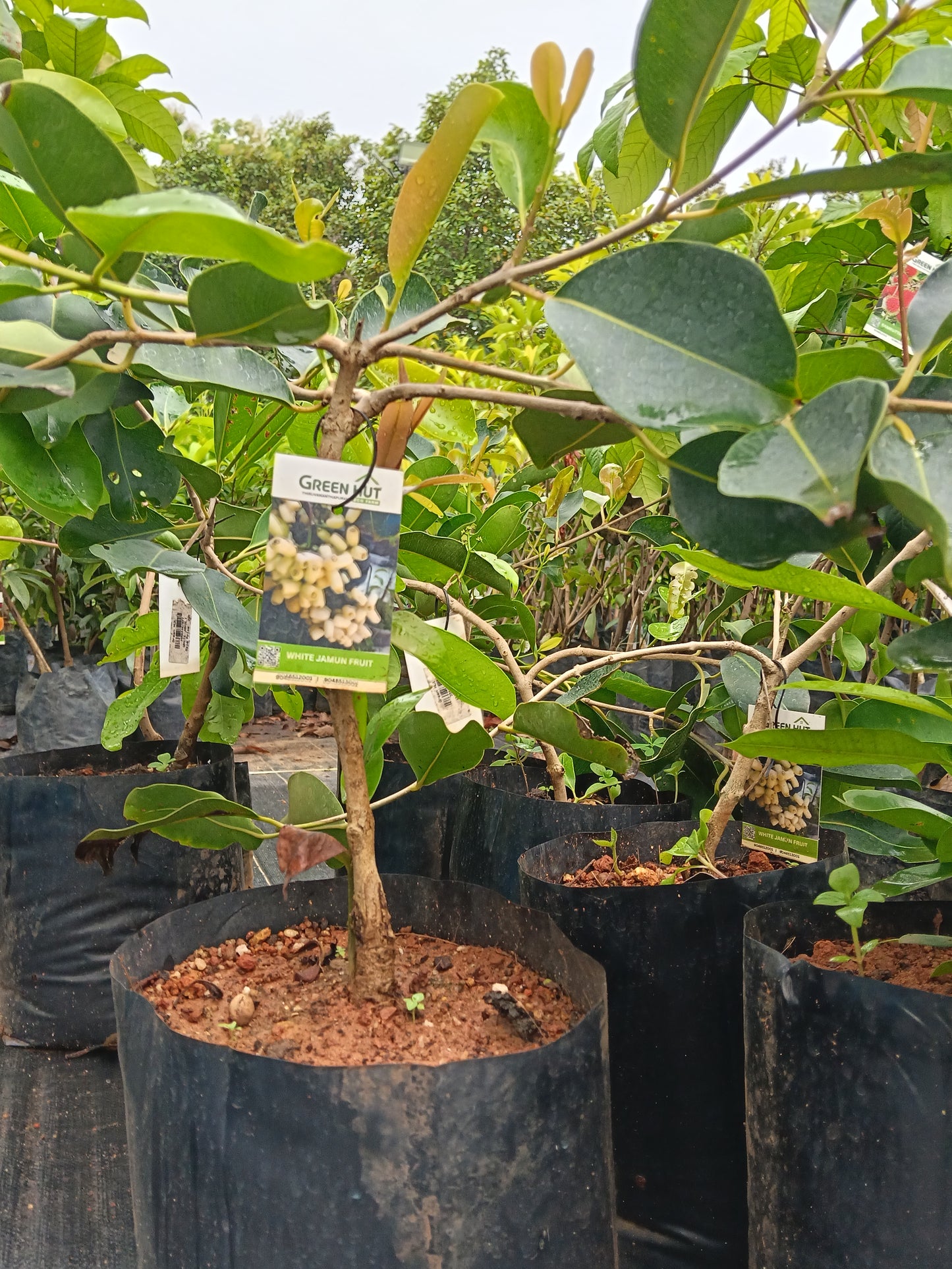 White Jamun Fruit Plant