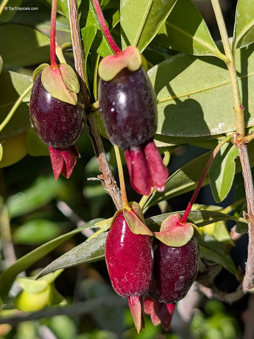 Suvannah Cherry Fruit Plant