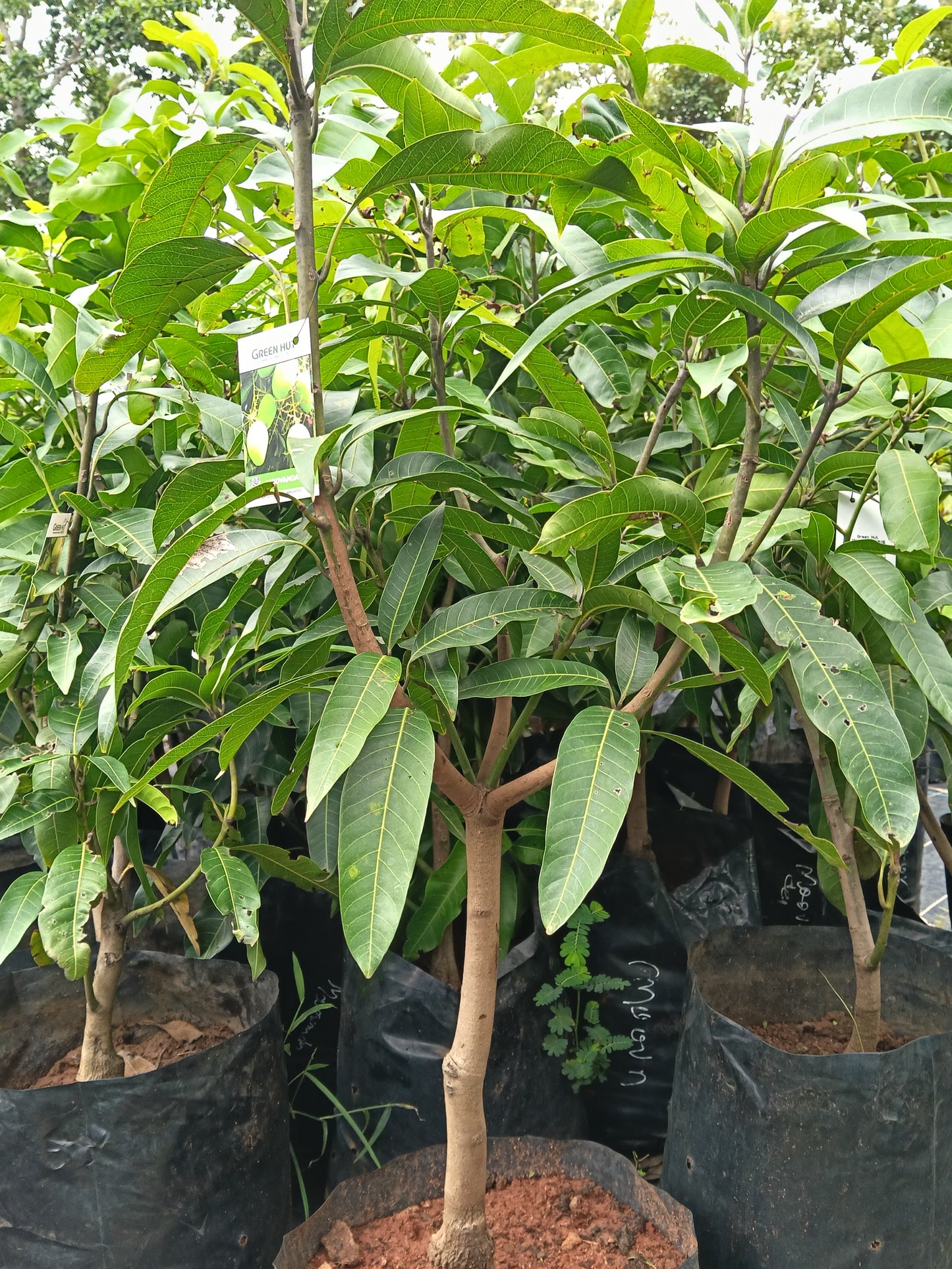 Moovandan Mango Grafted Fruit Plant