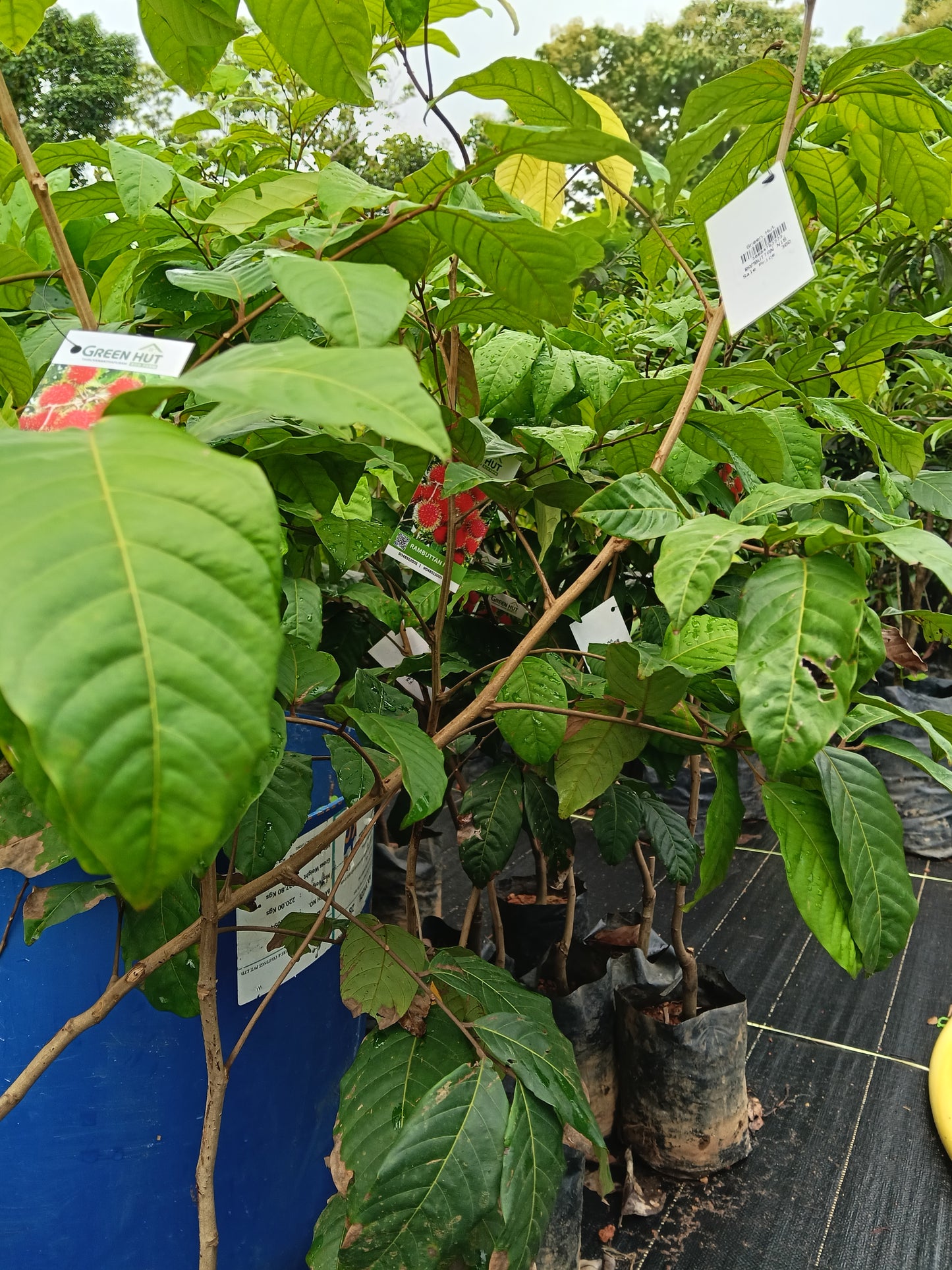 N18 Rambutan Grafted Fruit Plant
