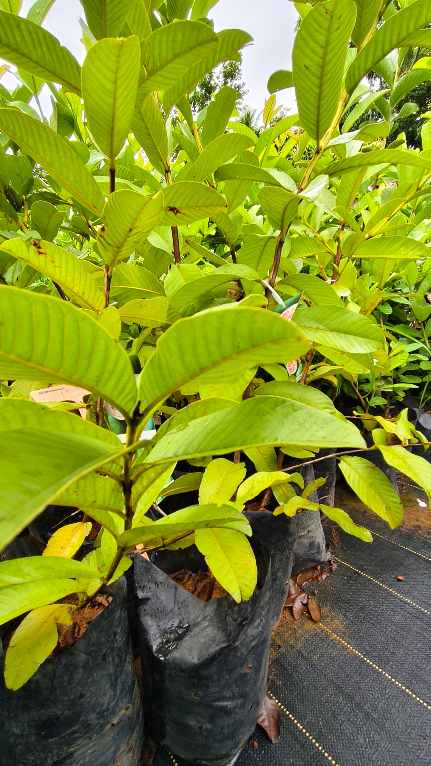 Lalith Guava Fruit Plant