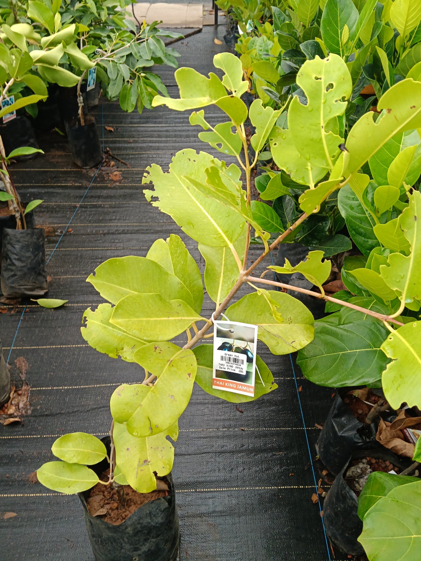 Thai King Jamun Jamun Fruit Plant