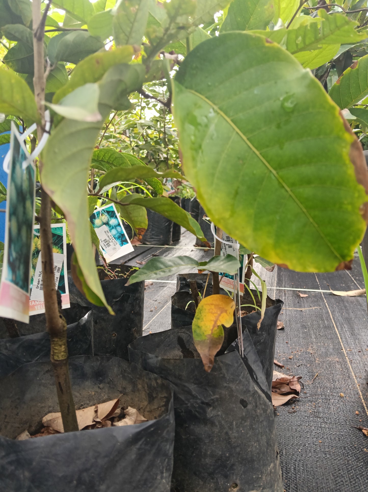 Yellow Rambutan Grafted Fruit Plant