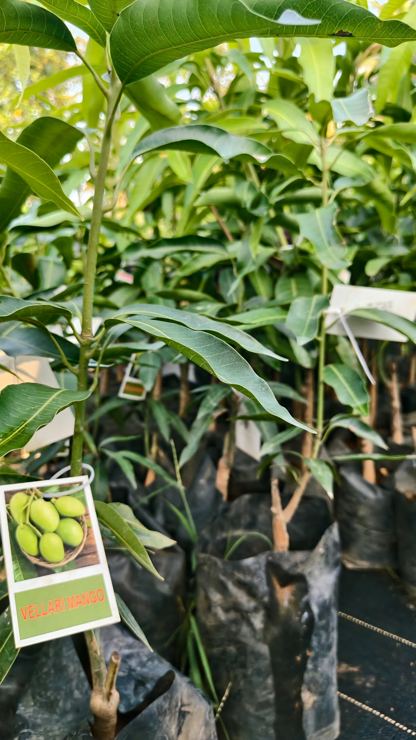 Vellari Mango Grafted Fruit Plant