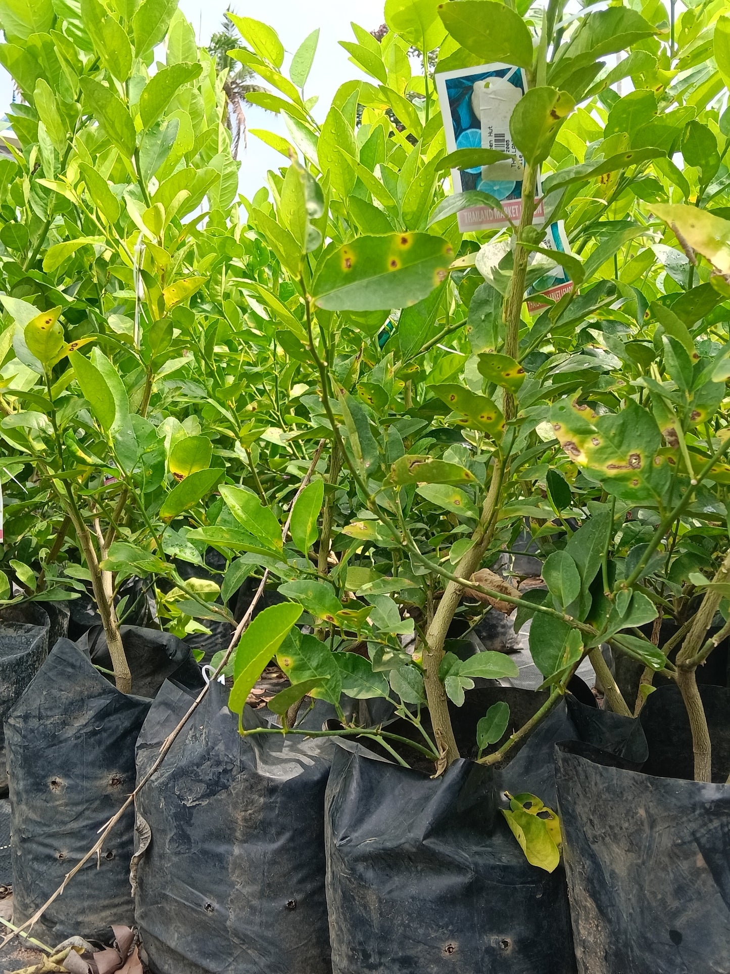 Thailand Market Lemon Lemon Fruit Plant