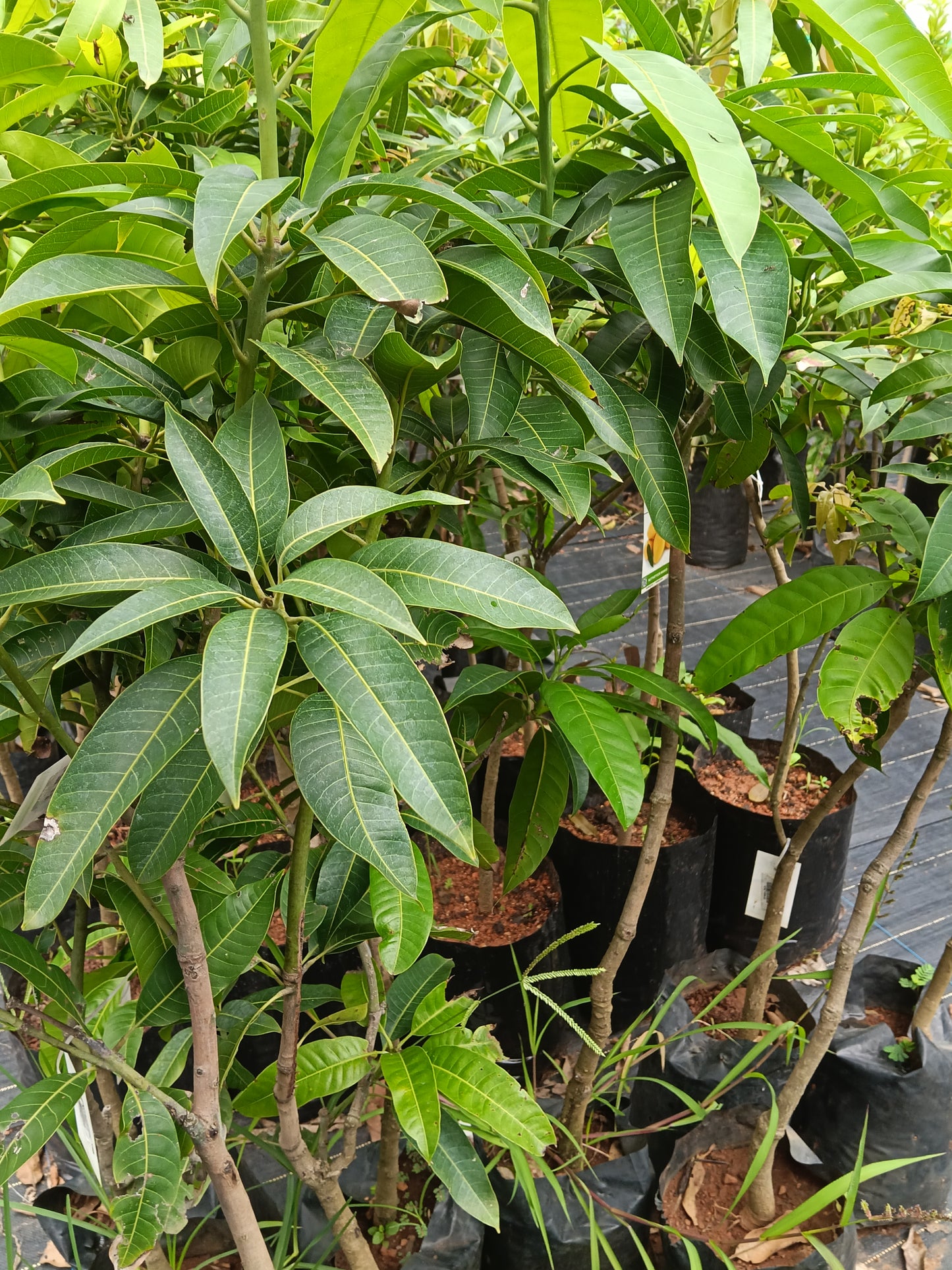 Kuttiyatoor Mango Grafted Fruit Plant