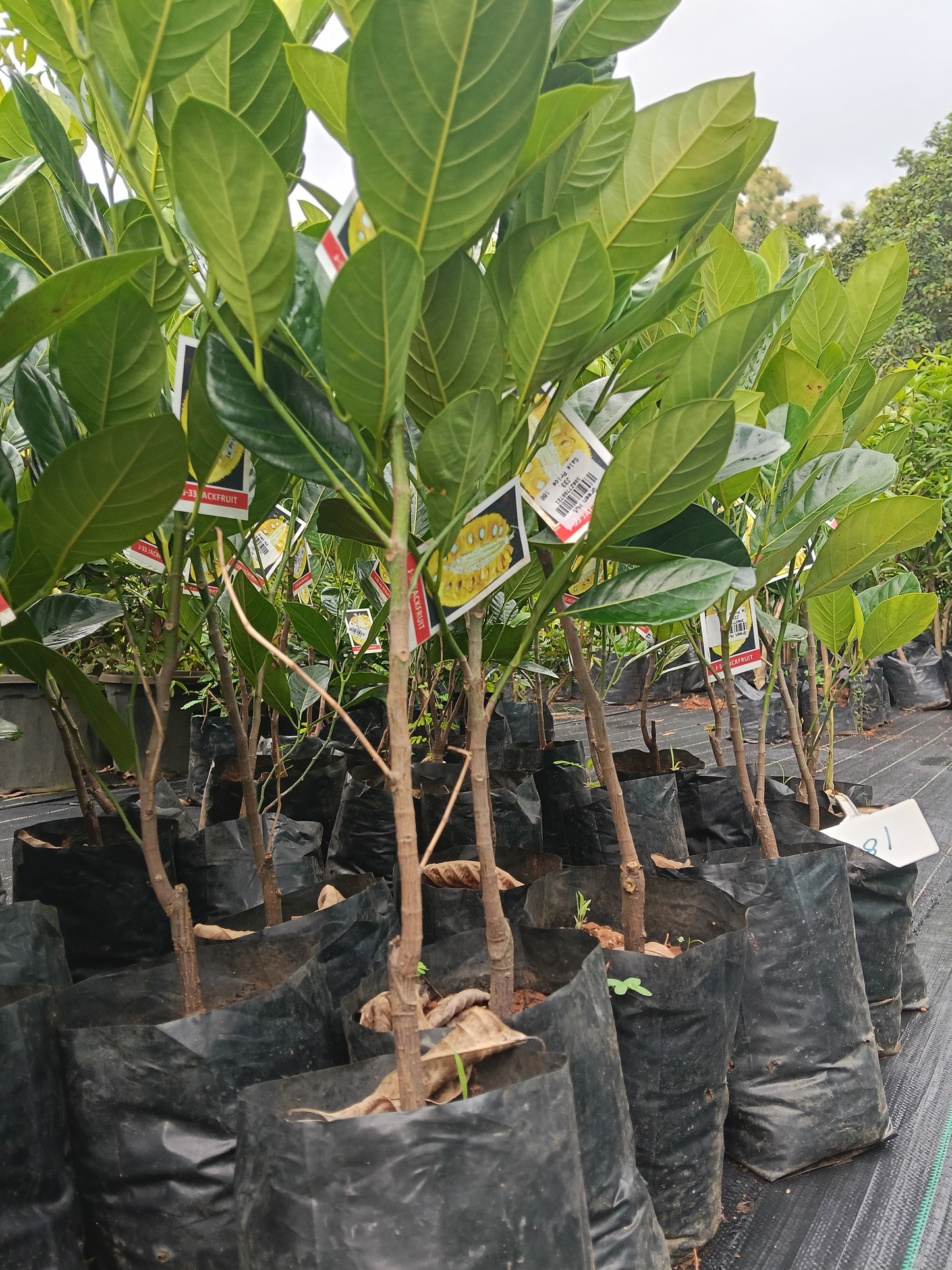 J33 Jackfruit Grafted Fruit Plant
