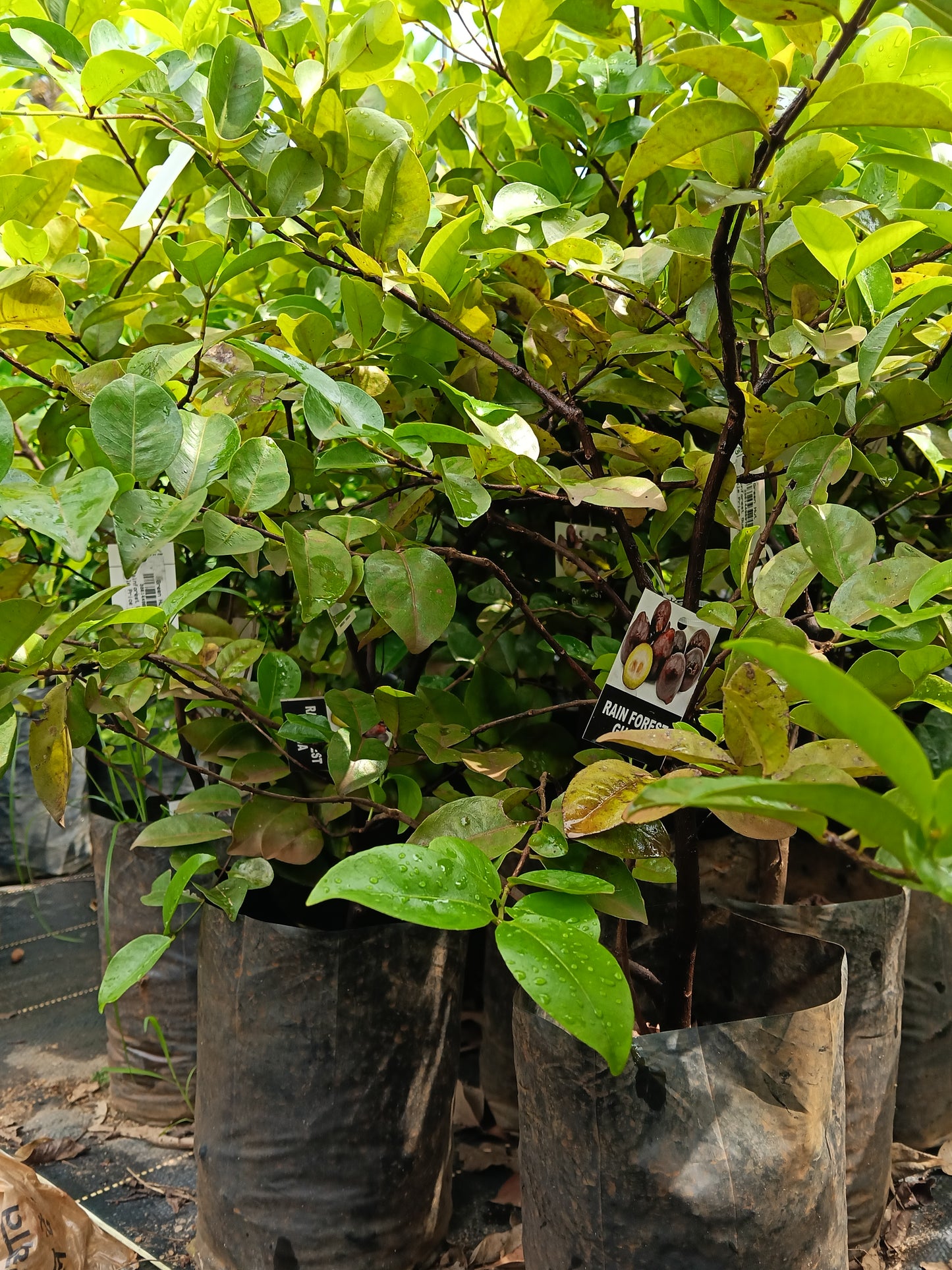 Rainforest Guava Fruit Plant