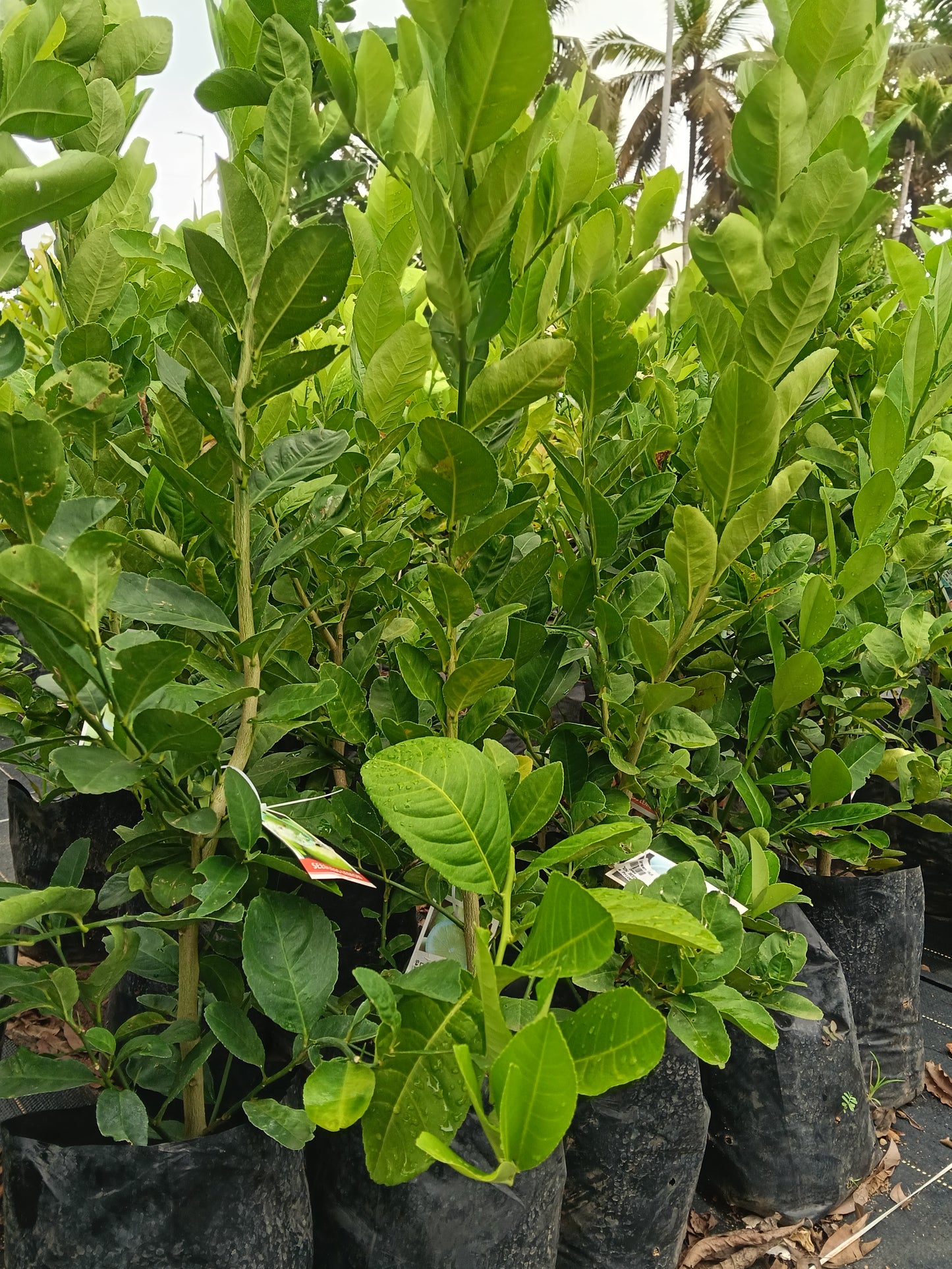 Seedless Lemon Fruit Plant