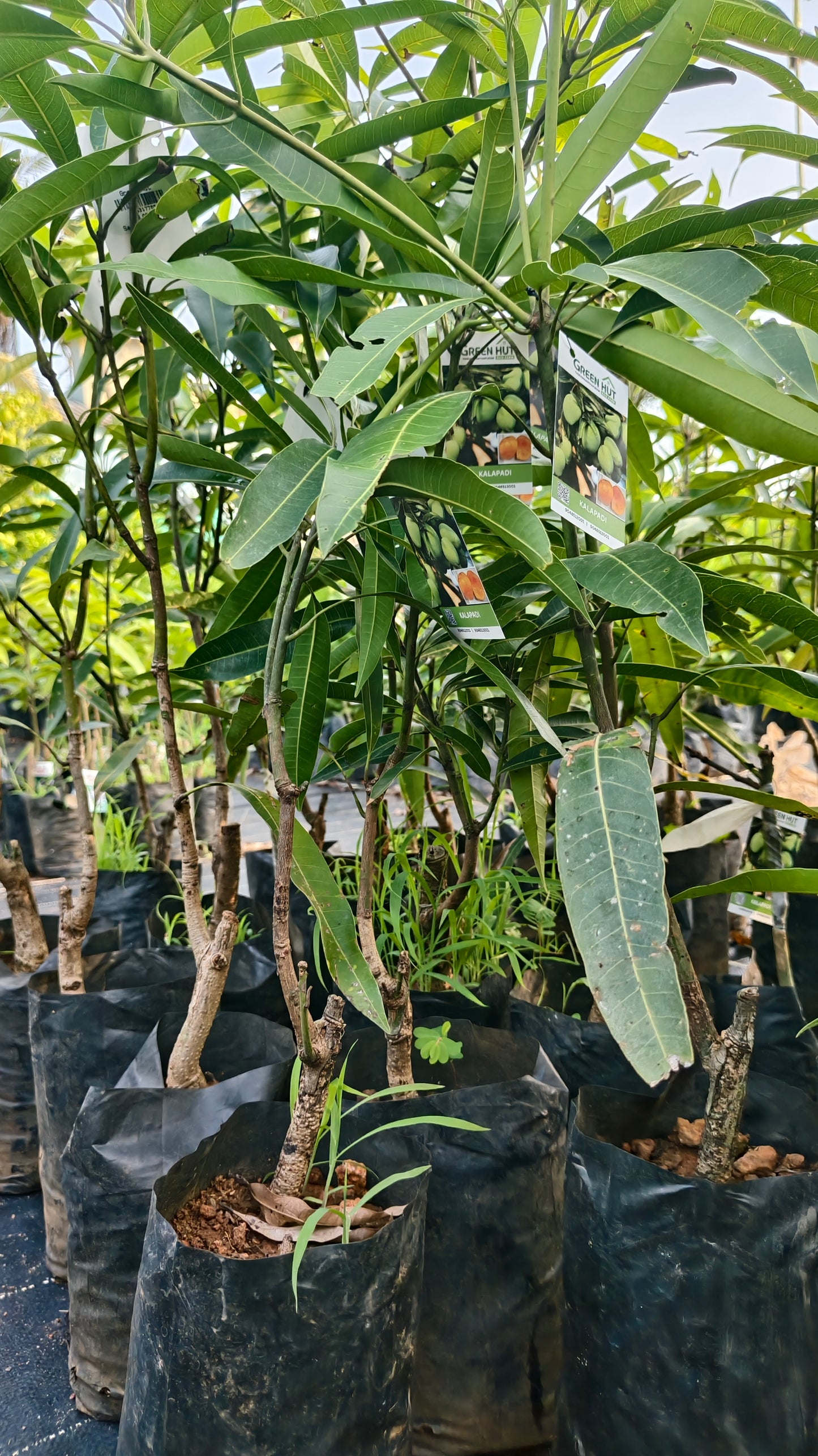 Kalapadi Mango Grafted Fruit Plant
