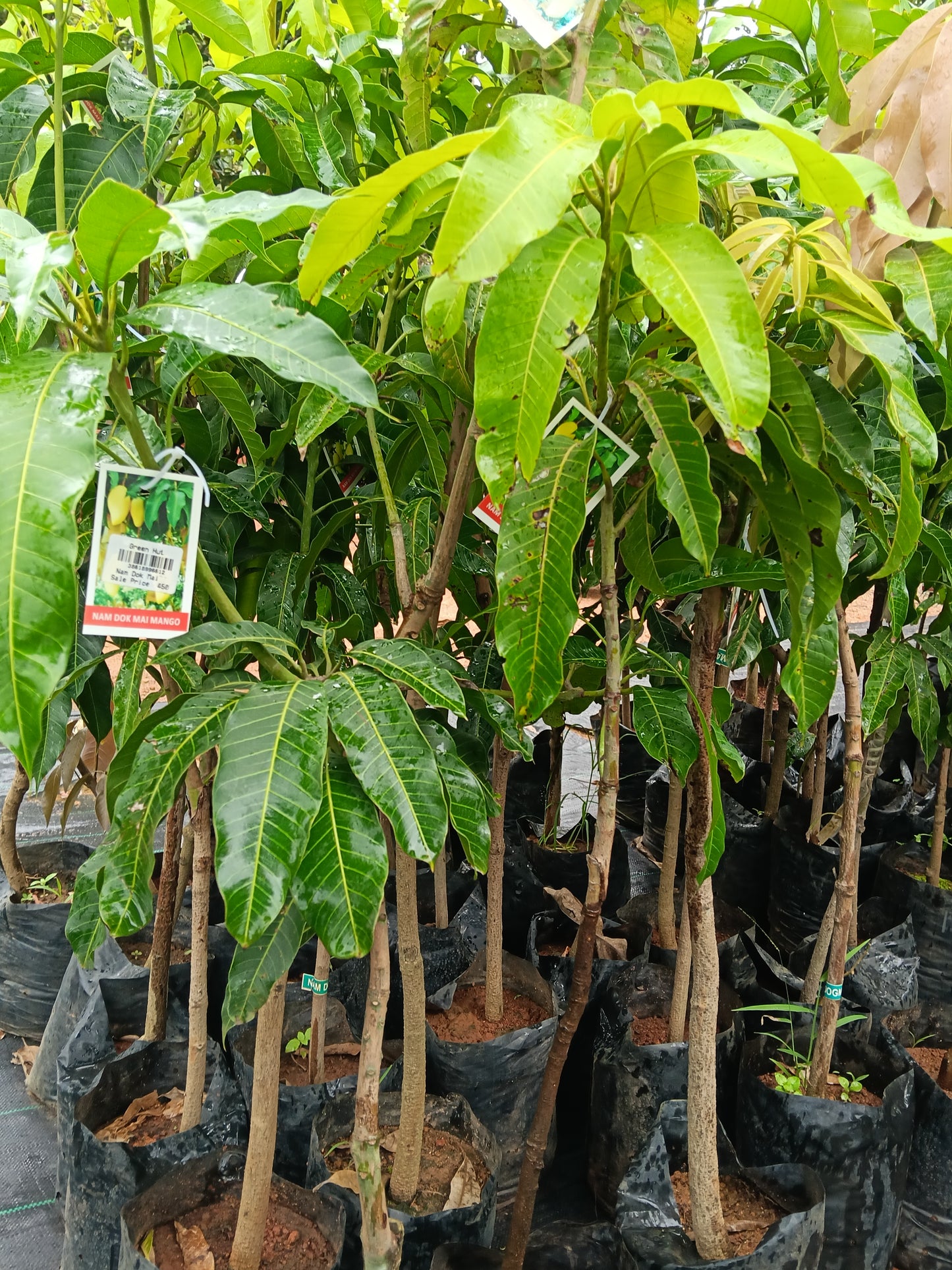 Nam Doc Mai Mango Grafted Fruit Plant