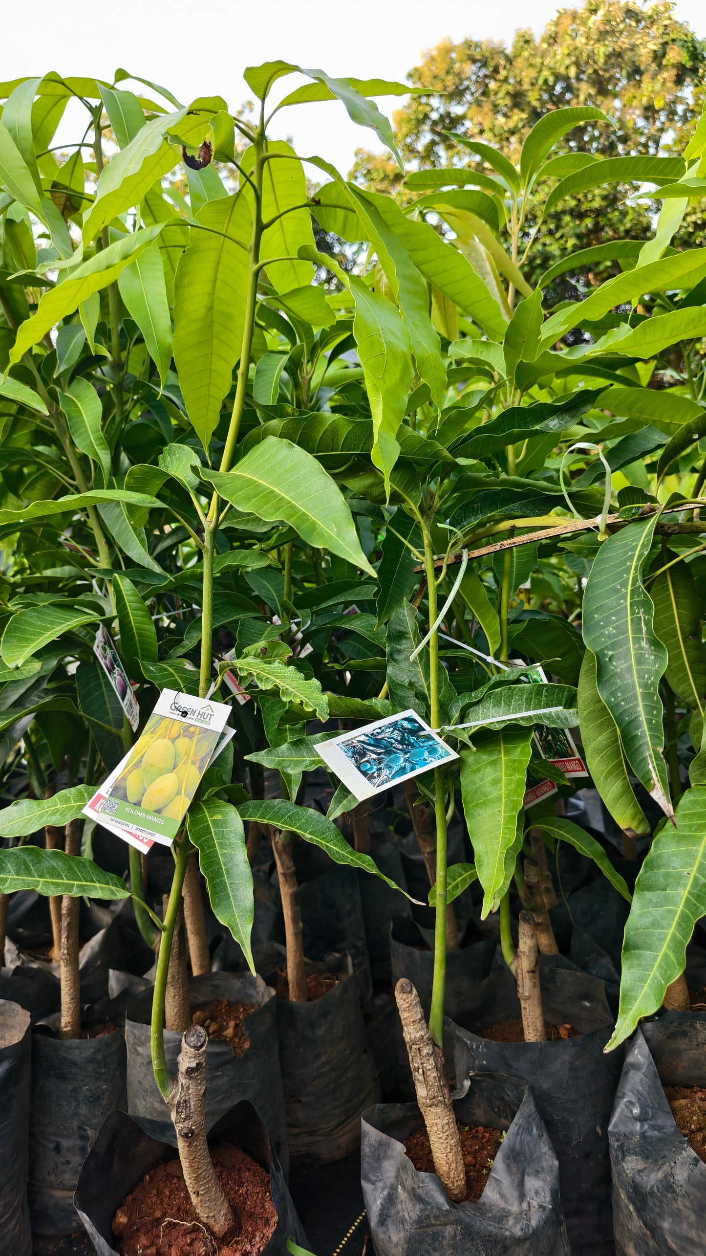 Kolomb Mango Grafted Fruit Plant