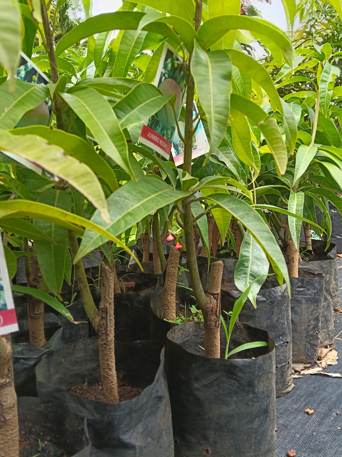 R2E2 Mango Grafted Fruit Plant