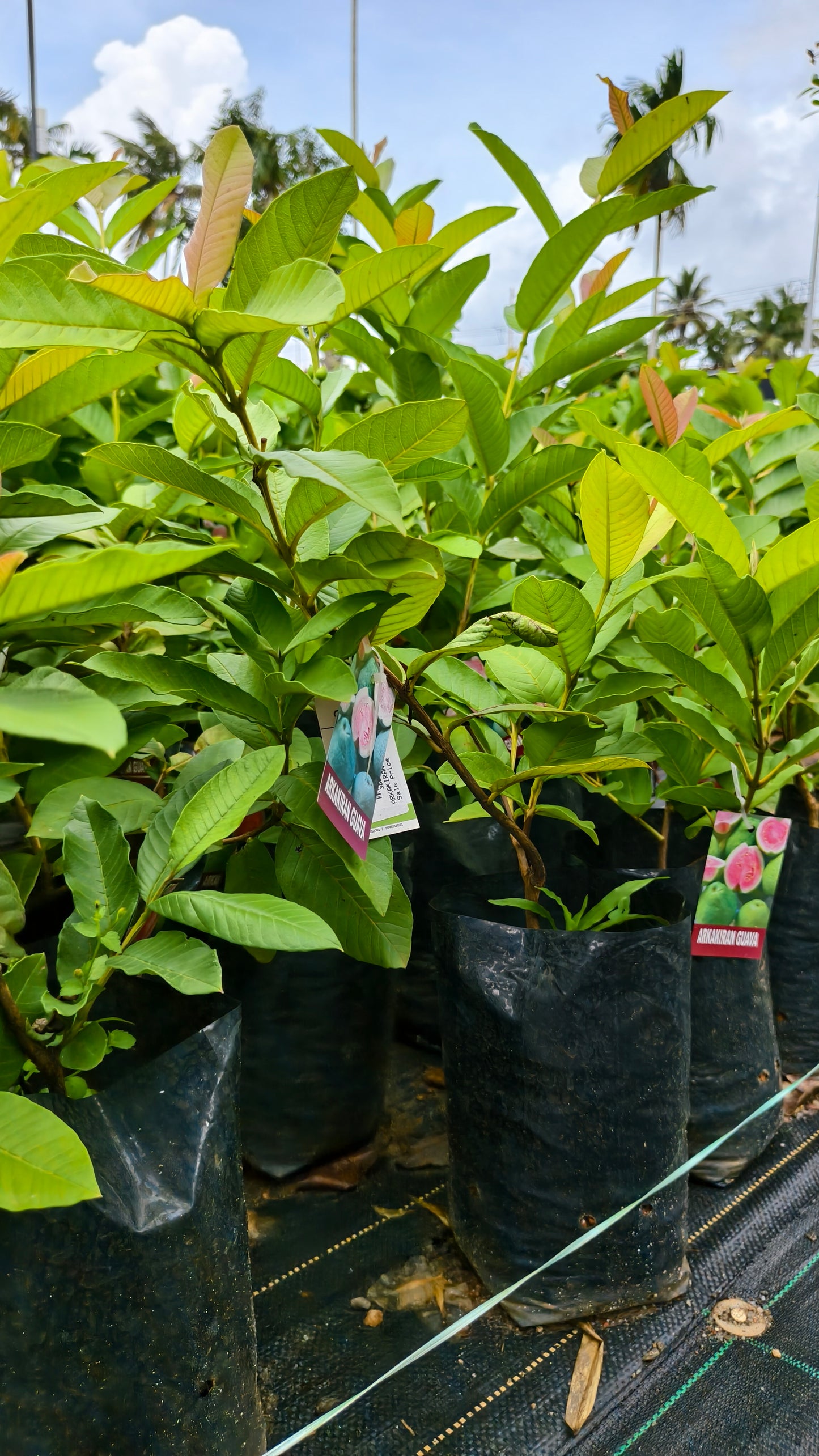 Arkakiran Guava Fruit Plant