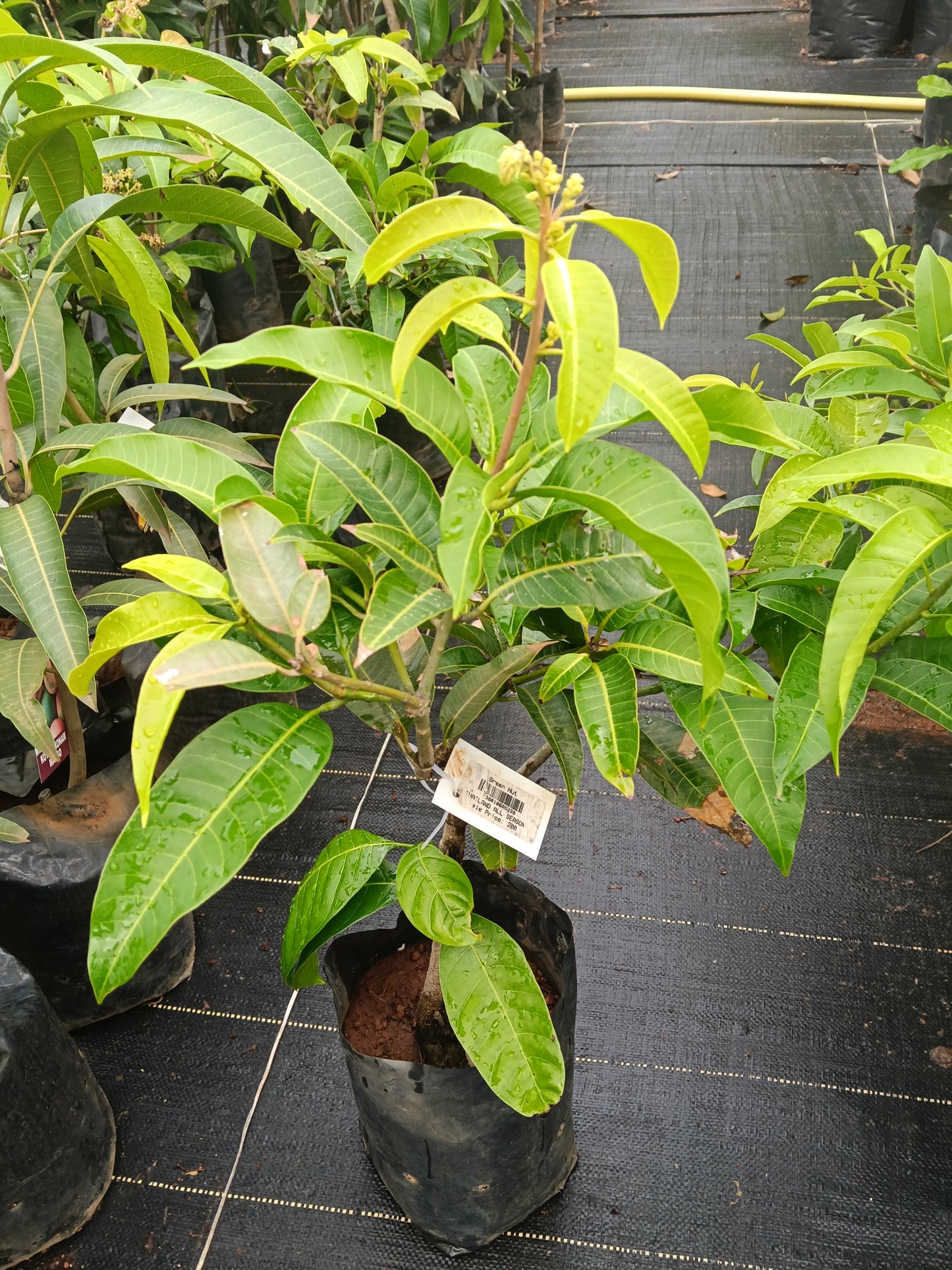 All Season Mango Grafted Fruit Plant