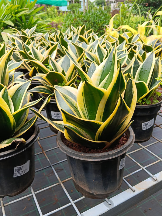 Golden Hahnii Snake Plant (Sansevieria Hahnii Variegata) – Premium Air Purifying Indoor Plant