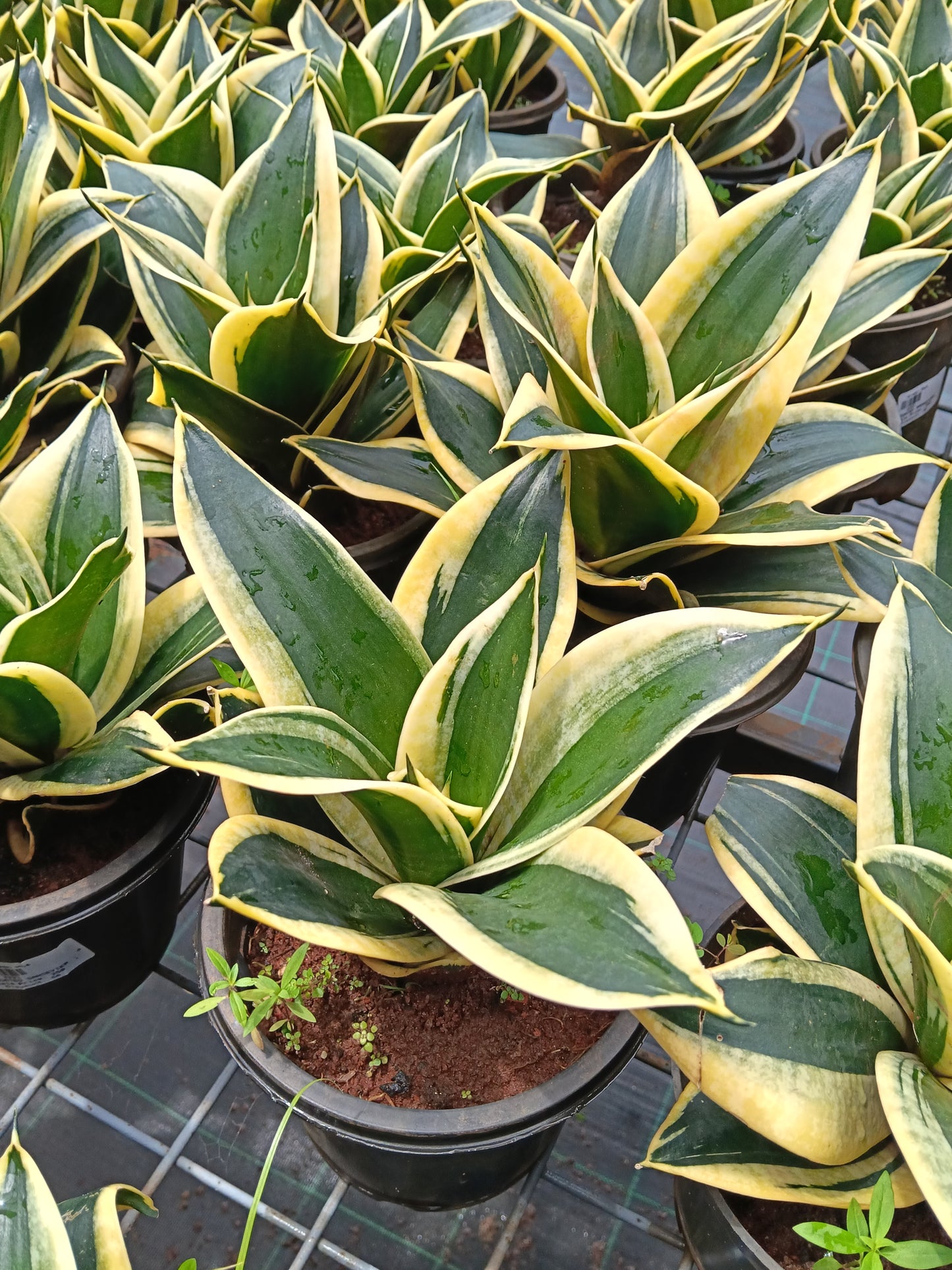 Golden Hahnii Snake Plant (Sansevieria Hahnii Variegata) – Premium Air Purifying Indoor Plant