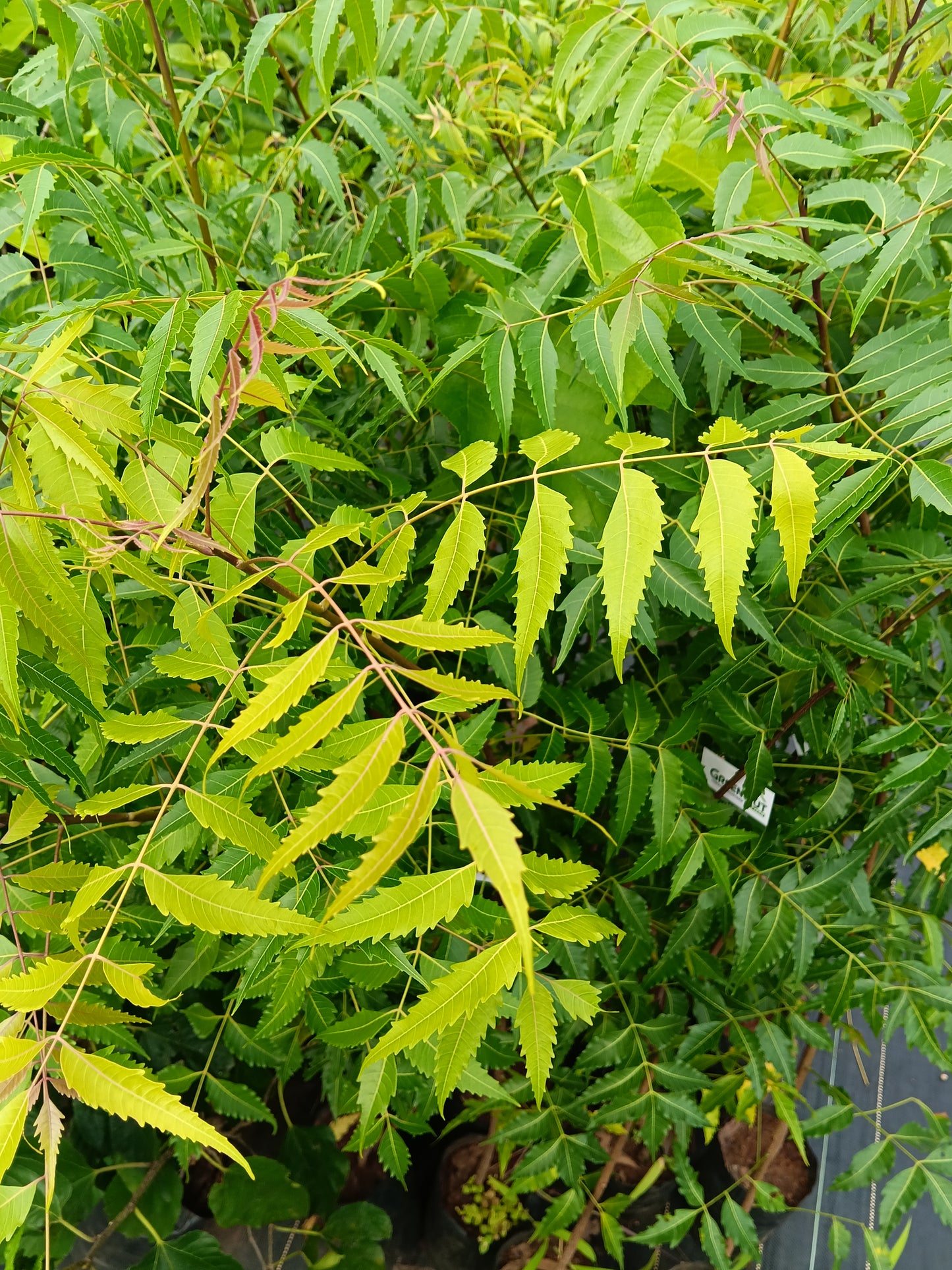 Neem Tree (Azadirachta indica) – Nature’s Powerful Medicinal Tree