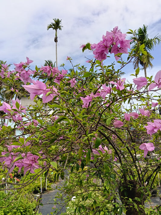 Pink Bougainvillea Standard Tree