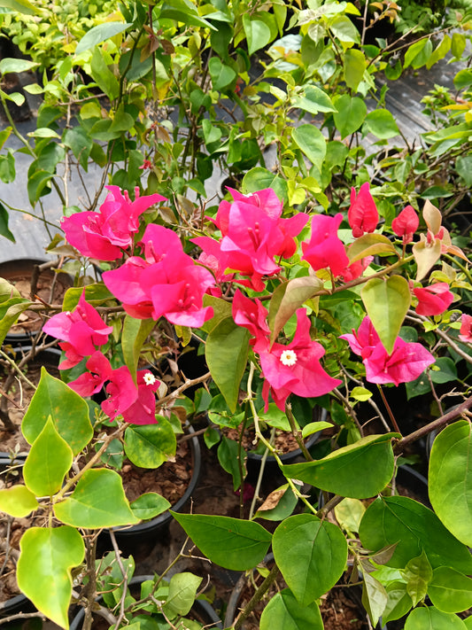 Pink Bougainvillea Flowering Plant – Vibrant Ornamental Climber in Pot