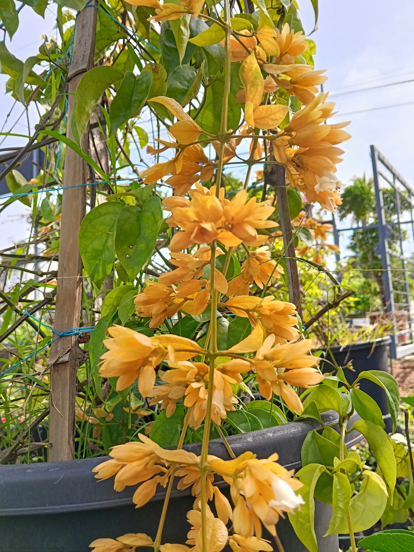 Golden Cascade Vine (Golden Bleeding Heart Vine)