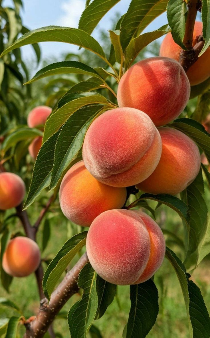 peach
