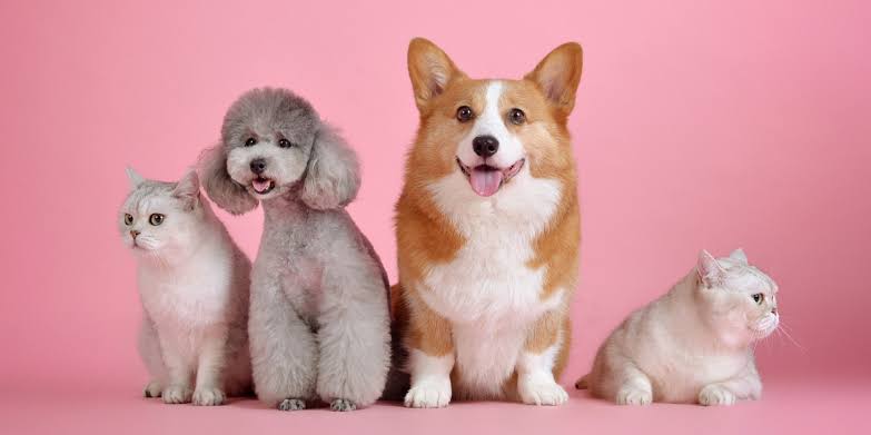 Pets Dummy 2