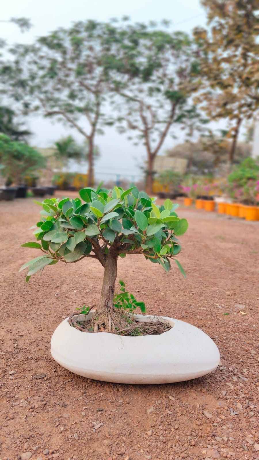 bonsai dummy 3