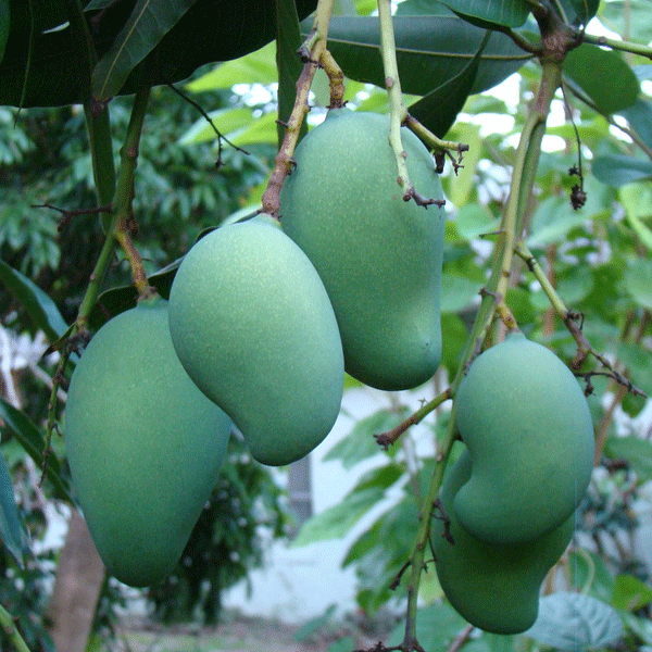 Mallika Mango