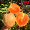 Thai King Sapote