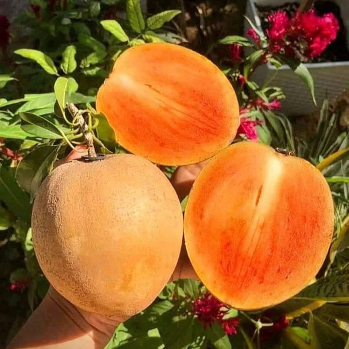 Thai King Sapote
