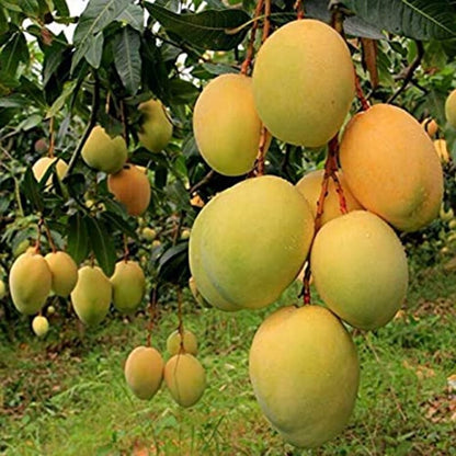 Banganapalli Mango Grafted Fruit Plant