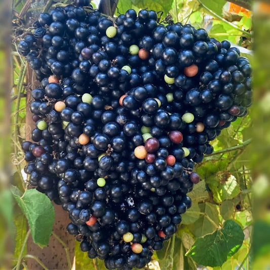 Combodian Grape Fruit Plant