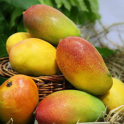 Suvarnarekha Mango Grafted Fruit Plant